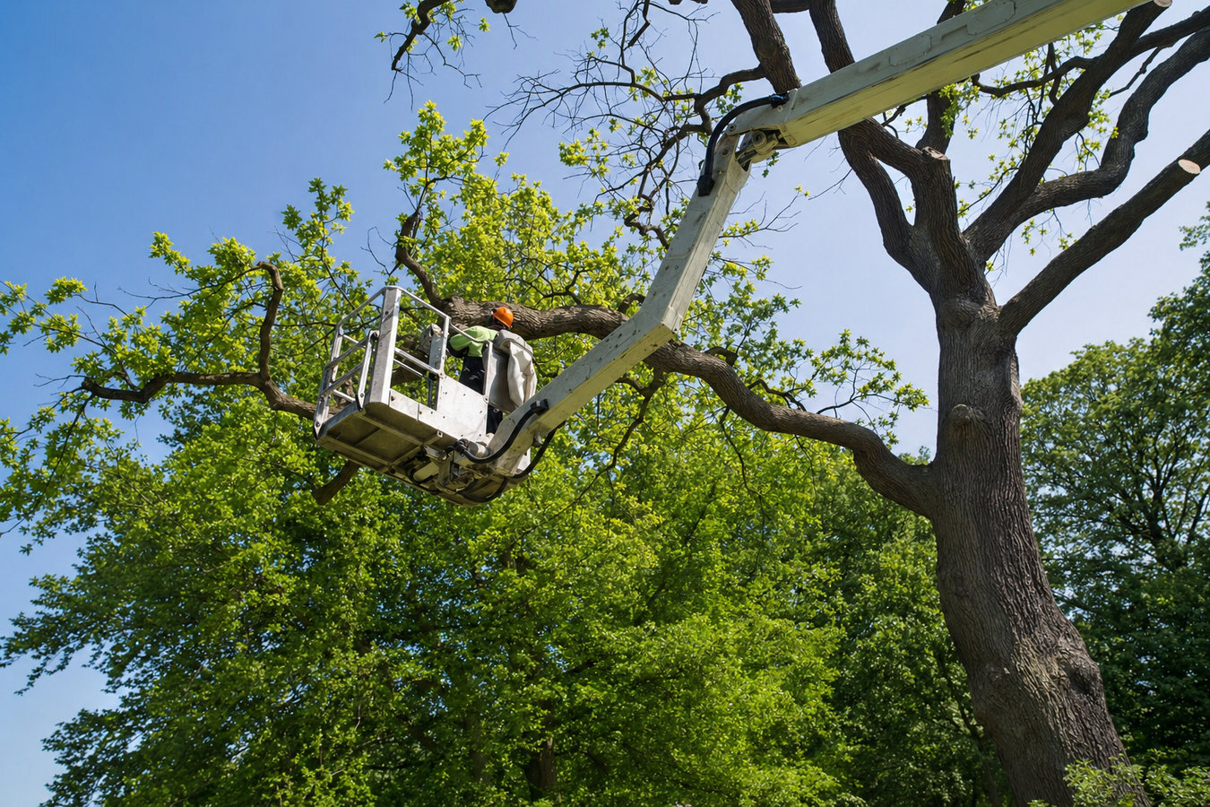 Commercial tree service