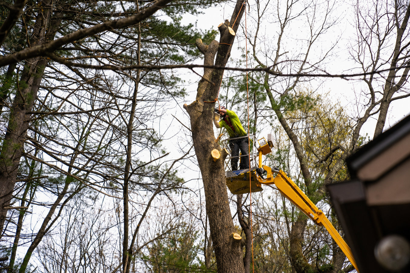 Tree removal
